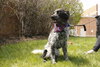 Bo-ADOPTED 06.24.14