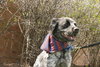 Bo-ADOPTED 06.24.14