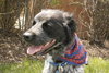 Bo-ADOPTED 06.24.14