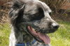 Bo-ADOPTED 06.24.14