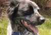 Bo-ADOPTED 06.24.14