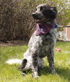 Bo-ADOPTED 06.24.14