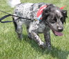 Bo-ADOPTED 06.24.14