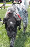 Bo-ADOPTED 06.24.14