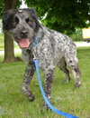 Bo-ADOPTED 06.24.14