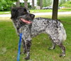 Bo-ADOPTED 06.24.14