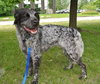 Bo-ADOPTED 06.24.14