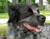 Bo-ADOPTED 06.24.14