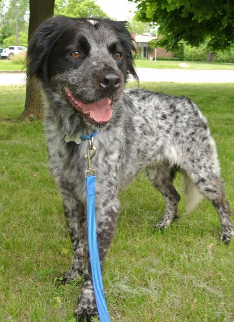 Bo-ADOPTED 06.24.14