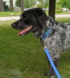 Bo-ADOPTED 06.24.14