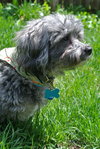Ozzy - ADOPTED 05.17.14