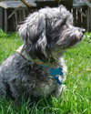 Ozzy - ADOPTED 05.17.14