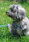Ozzy - ADOPTED 05.17.14