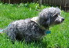 Ozzy - ADOPTED 05.17.14