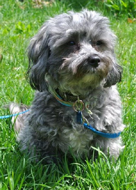 Ozzy - ADOPTED 05.17.14