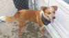 Reno - ADOPTED 05.21.14