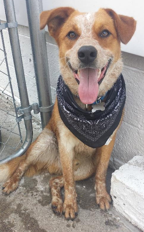 Reno - ADOPTED 05.21.14