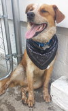 Reno - ADOPTED 05.21.14