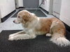 Rose - ADOPTED 06.06.14