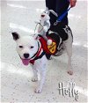 Holly ADOPTED 11.15.14