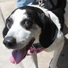 Courage-ADOPTED-3.21.15