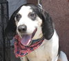 Courage-ADOPTED-3.21.15