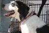 Courage-ADOPTED-3.21.15