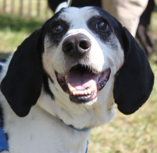 Courage-ADOPTED-3.21.15