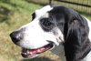 Courage-ADOPTED-3.21.15