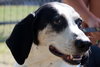Courage-ADOPTED-3.21.15