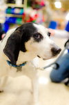 Courage-ADOPTED-3.21.15