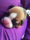 Hl Litter Sven - ADOPTED 05.22.14
