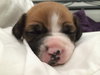 Hl Litter Sven - ADOPTED 05.22.14