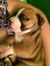 Hl Litter Sven - ADOPTED 05.22.14