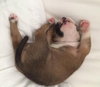 Hl Litter Sven - ADOPTED 05.22.14