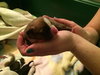 Hl Litter Sven - ADOPTED 05.22.14
