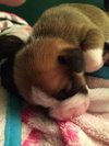 Hl Litter Sven - ADOPTED 05.22.14