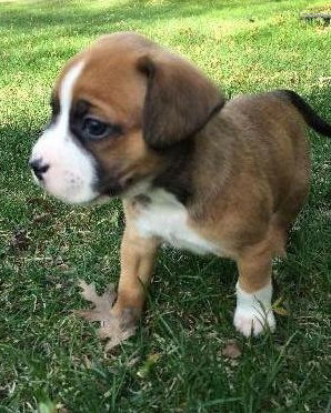 Hl Litter Sven - ADOPTED 05.22.14