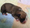 Hl Litter Sven - ADOPTED 05.22.14