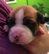 Hl Litter Sven - ADOPTED 05.22.14
