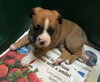 Hl Litter Sven - ADOPTED 05.22.14