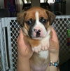 Hl Litter Sven - ADOPTED 05.22.14