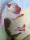 Hl Litter Olaf - ADOPTED 06.13.14