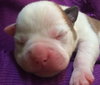 Hl Litter Olaf - ADOPTED 06.13.14