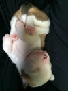Hl Litter Olaf - ADOPTED 06.13.14