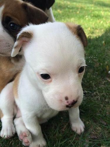 Hl Litter Olaf - ADOPTED 06.13.14