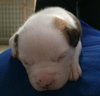 Hl Litter Olaf - ADOPTED 06.13.14