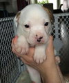 Hl Litter Olaf - ADOPTED 06.13.14