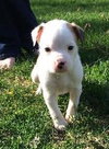 Hl Litter Olaf - ADOPTED 06.13.14
