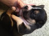 Hl Litter Elsa - ADOPTED 06.01.14